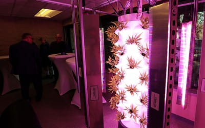 Violet Gro Opens HQ in Grand Junction
